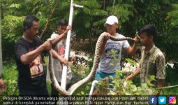 Pawang Ular Menyerah Hadapi Piton 2,5 Meter - JPNN.com