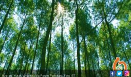 Manfaatkan Kawasan Hutan, Perhutani Gandeng Tiga BUMN - JPNN.com