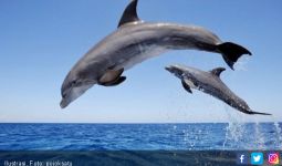 Asyiknya Bercengkrama dengan Lumba-Lumba di Teluk Kiluan - JPNN.com