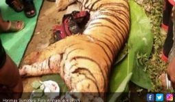 Tiga Pemburu Harimau Sumatera Ditangkap di Jambi - JPNN.com