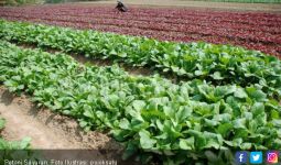 Pembenah Tanah Organik Tingkatkan Produktivitas Sayuran Daun - JPNN.com
