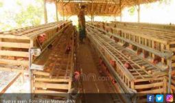 Harga Ayam Pedaging Turun Rp 5 Ribu per Ekor - JPNN.com