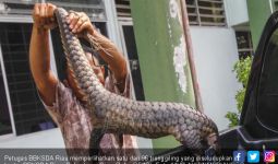 Polda Gagalkan Penyeludupan 96 Ekor Trenggiling ke Malaysia - JPNN.com