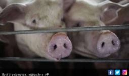Peternakan Babi Bikin Pesing, Warga Melapor ke Polisi - JPNN.com