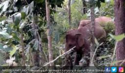 Gajah Liar Masuk Dusun, Perkebunan Warga Diacak-acak - JPNN.com