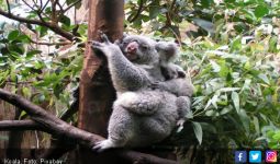 Ya Ampun, Setengah Populasi Koala New South Wales Tewas Akibat Karhutla - JPNN.com