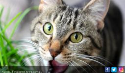 Tak Terima Kucingnya Sering Diusir, Siram Tetangga dengan Air Keras - JPNN.com