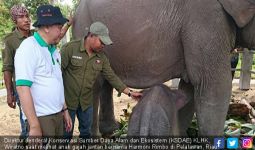  Perkenalkan, Anak Gajah Jantan Bernama Harmoni Rimbo - JPNN.com