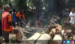 Pohon Beringin Tua Tumbang, 8 Orang jadi Korban - JPNN.com