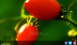 Gunakan Sari Tomat untuk Membuat Bibir Merah Merekah - JPNN.com