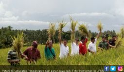 Petani Pangandaran Senang, Kini Bisa Panen Tiga Kali Setahun - JPNN.com