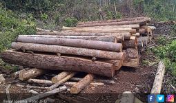 Kerugian Illegal Logging Telah Capai Rp 1,1 Miliar - JPNN.com