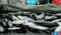 15 Ton Ikan Kerapu Kembali Diekspor dari Belitung - JPNN.com