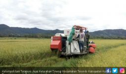 452 Hektare Sawah di Tinondo Kolaka Timur Siap Panen - JPNN.com