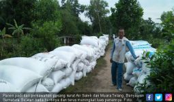 Pasokan Gabah Terus Meningkat dari Banyuasin - JPNN.com