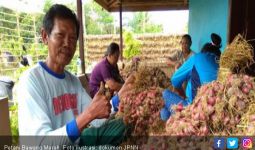 Program SANTUN Mampu Bikin Produksi Bawang Merah Meningkat - JPNN.com