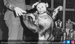 Konon Pernah Ada Blasteran Simpanse dengan Manusia - JPNN.com