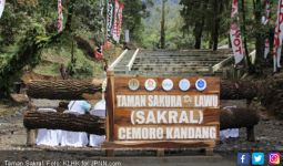 Sebentar Lagi Indonesia akan Punya Taman Sakura di Lawu - JPNN.com