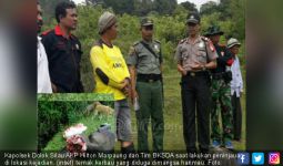 Kerbau Warga Ditemukan Tercabik-cabik Dimangsa Harimau - JPNN.com