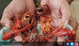Kasus Penyelundupan di Laut Didominasi Benih Lobster dan Kepiting Bertelur - JPNN.com