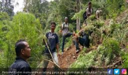 Ladang Ganja Seluas Dua Hektare Ditemukan di Madina - JPNN.com