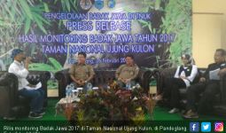 67 Badak Jawa Terpantau di Taman Nasional Ujung Kulon - JPNN.com