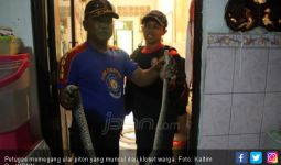Pemilik Rumah Mau Wudu, Ular Piton Muncul dari Kloset - JPNN.com