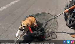 Beraksi 25 Kali, Komplotan Pembantai Anjing Digulung Polisi - JPNN.com