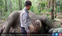 Polri Bantu TNWK Selidiki Kematian Gajah di Way Kambas - JPNN.com