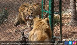 Singa Korban ISIS Mendapat Rumah Baru - JPNN.com