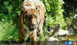 Harimau Sumatera Berkeliaran di Dekat Permukiman Warga - JPNN.com