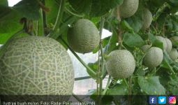 6 Khasiat Melon yang Bagus untuk Tubuh - JPNN.com