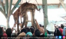 Harimau Sumatera Itu Akhirnya Ditombak Mati di Rumah Warga - JPNN.com