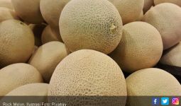 Rock Melon Tercemar Bakteri Mematikan, Ini Langkah Barantan - JPNN.com