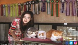 Anda Pencinta Kucing? Jangan Lewatkan Kontes Satu Ini - JPNN.com
