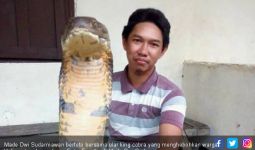 Ular King Cobra Gegerkan Warga Kalimantan, Ini Fotonya - JPNN.com
