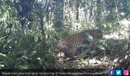 Macan Jawa Terlihat di Persawahan, Warga Dua Desa Ketakutan - JPNN.com