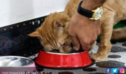 Rumah Penitipan Diserbu Kucing Selama Lebaran - JPNN.com