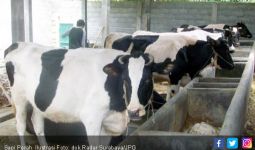 Nilai Ekonomis Produk Susu Sapi Perah Sangat Menguntungkan - JPNN.com