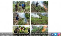 Polisi Temukan Ladang Ganja Seluas 2,5 Hektar di Madina - JPNN.com
