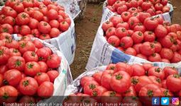 Benarkah Tomat Bisa Meningkatkan Kualitas Air Mani? - JPNN.com