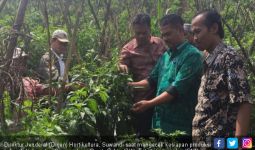 Jamin Pasokan Cabai, Dirjen Hortikultura Kunjungi Pelosok - JPNN.com