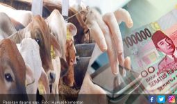 Ini Upaya Kementan Jamin Pasokan Daging Sapi Jelang Ramadan - JPNN.com