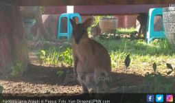Kanguru Juga Hewan Asli Papua, Kecil Menggemaskan - JPNN.com