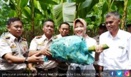 Ekspor Produk Pertanian Asal Lampung Terus Meningkat - JPNN.com