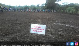 Polda Gandeng BNN Ungkap Ladang Ganja 7 Hektare di Aceh - JPNN.com