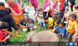 Terluka di Kaki, Anak Gajah Diselamatkan - JPNN.com