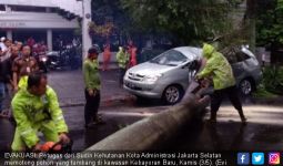 Hujan Lebat, Pohon Palem Timpa Mobil di Kawasan Elite - JPNN.com
