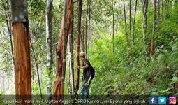 Kebun Dijarah Maling, Mantan Anggota DPRD Rugi Puluhan Juta - JPNN.com