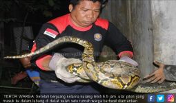 Piton 4 Meter Sembunyi di Kolong Kamar Warga, Geger! - JPNN.com